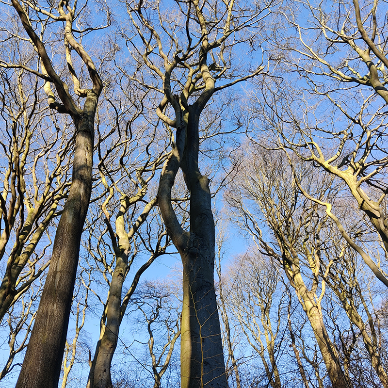 Art Mental Health North East, Trees
